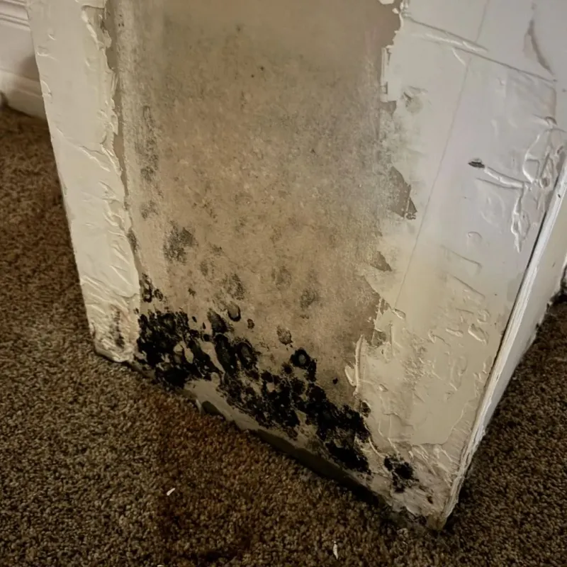 Professional Mold Removal in Lockeford, CA
